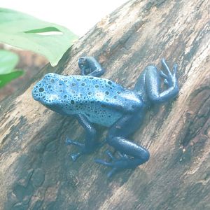 blue poison dart frog 201013