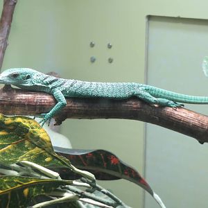 green tree monitor 201013