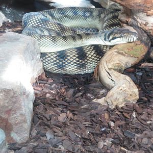 new guinea amethystine python 201013