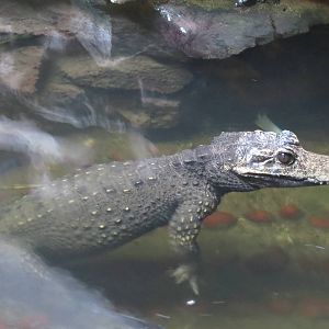 dwarf crocodile 201013