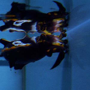 Flamboyant Cuttlefish at Mote, 07/10/13