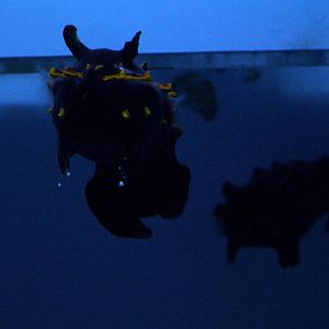 Flamboyant Cuttlefish at Mote, 07/10/13