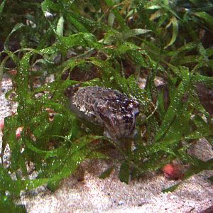 Dwarf Cuttlefish at Mote, 07/10/13