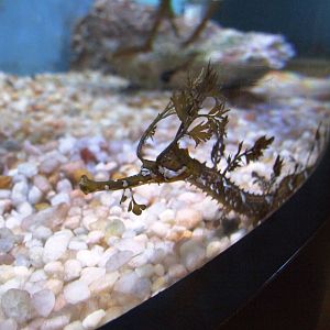 Ribboned Seadragon at Mote, 07/10/13