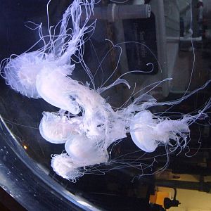 Atlantic Sea Nettles at Mote, 07/10/13