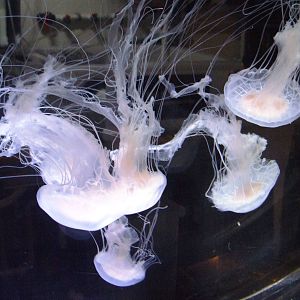 Atlantic Sea Nettles at Mote, 07/10/13