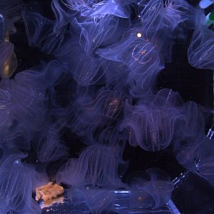 Warty Comb-jellies at Mote, 07/10/13