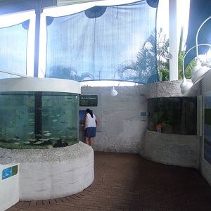 Florida Coastal Exhibits at Mote, 07/10/13