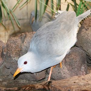 Kagu (Rhynochetos jubatus)