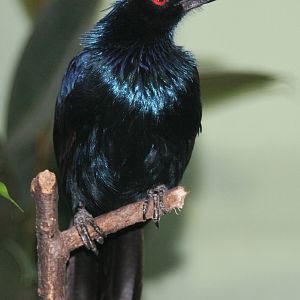 Trumpet Manucode (Manucodia keraudrenii)