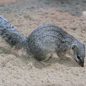 Madagascar Narrow-striped Mongoose (Mungotictis d. decemlineata)