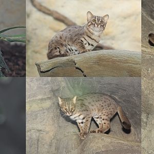 Sri Lankan Rusty-spotted Cat (Prionailurus rubiginosus phillipsi)