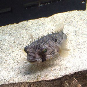 Striped Burrfish at Mote, 07/10/13