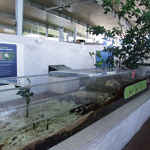 Mangrove Display at Mote, 07/10/13