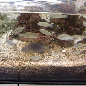 Mangrove Display at Mote, 07/10/13