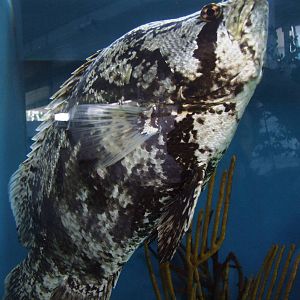 Tripletail at Mote, 07/10/13