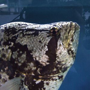 Tripletail at Mote, 07/10/13