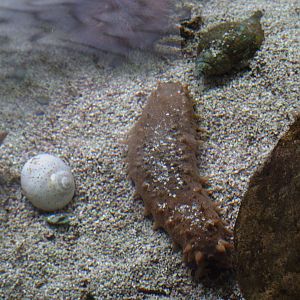 Five-toothed Sea Cucumber at Mote, 07/10/13