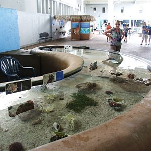 Touch Pool at Mote, 07/10/13