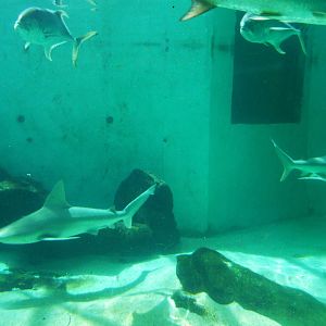 Shark Tank at Mote, 07/10/13