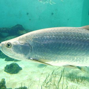 Atlantic Tarpon at Mote, 07/10/13