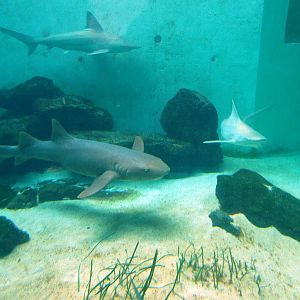 Shark Tank at Mote, 07/10/13