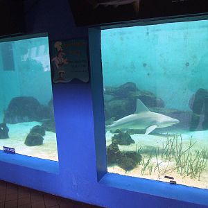 Shark Tank Lower Viewing at Mote, 07/10/13