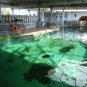 Shark Tank Upper Viewing at Mote, 07/10/13