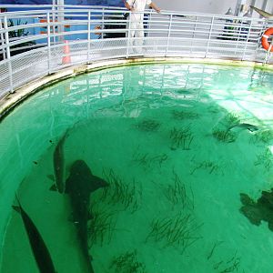 Shark Tank Upper Viewing at Mote, 07/10/13