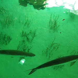 Shark Tank Upper Viewing at Mote, 07/10/13