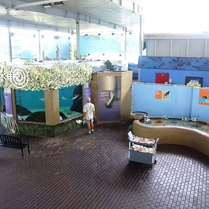 Bonnethead Tank and Touch Pool at Mote, 07/10/13