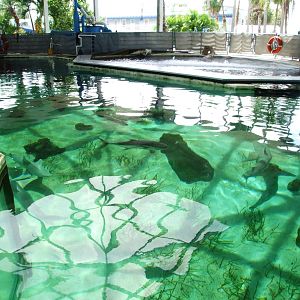 Shark Tank Upper Viewing at Mote, 07/10/13