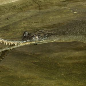 Gharial (Gavialis gangeticus)