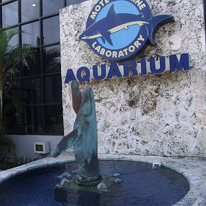 Whale Statue and Signage at Mote, 07/10/13