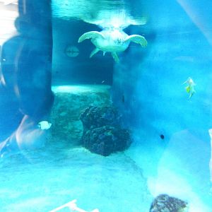 Green Turtle Exhibit at Mote, 07/10/13