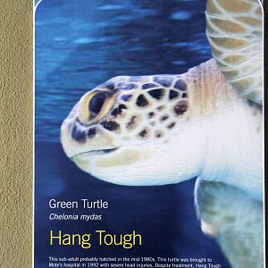 Green Turtle Signage at Mote, 07/10/13