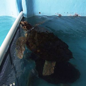 Loggerhead Turtle at Mote, 07/10/13