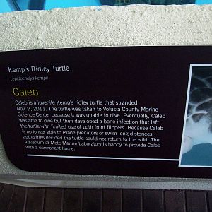 Kemp's Ridley Turtle Signage at Mote, 07/10/13