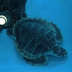 Kemp's Ridley Turtle at Mote, 07/10/13