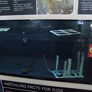 Turtle Hatchling Tank at Mote, 07/10/13