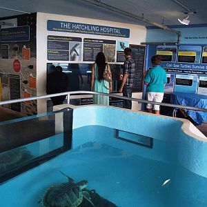 Sea Turtle Exhibits at Mote, 07/10/13