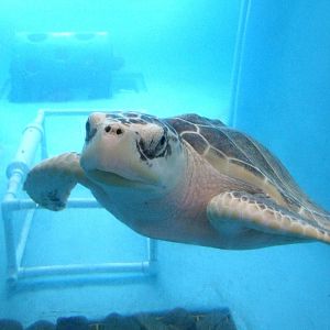 Kemp's Ridley Turtle at Mote, 07/10/13