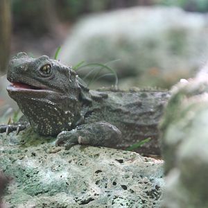 Tuatara (Sphenodon punctatus)