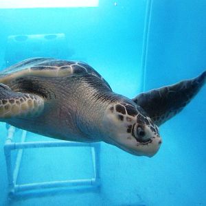 Kemp's Ridley Turtle at Mote, 07/10/13