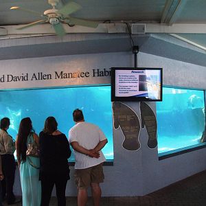 Manatee Exhibit at Mote, 07/10/13