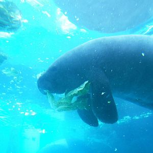 Florida Manatee at Mote, 07/10/13