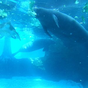 Florida Manatees and Green Sea Turtle at Mote, 07/10/13