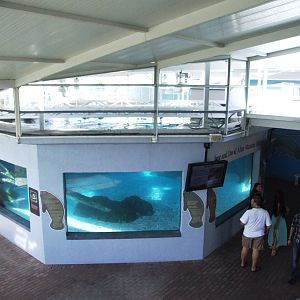 Manatee Exhibit at Mote, 07/10/13