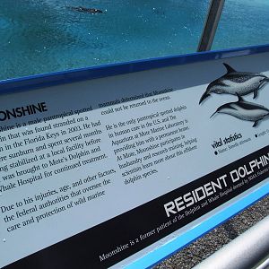 Dolphin Signage at Mote, 07/10/13