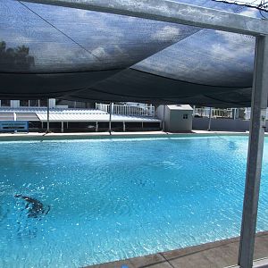 Dolphin Pool at Mote, 07/10/13